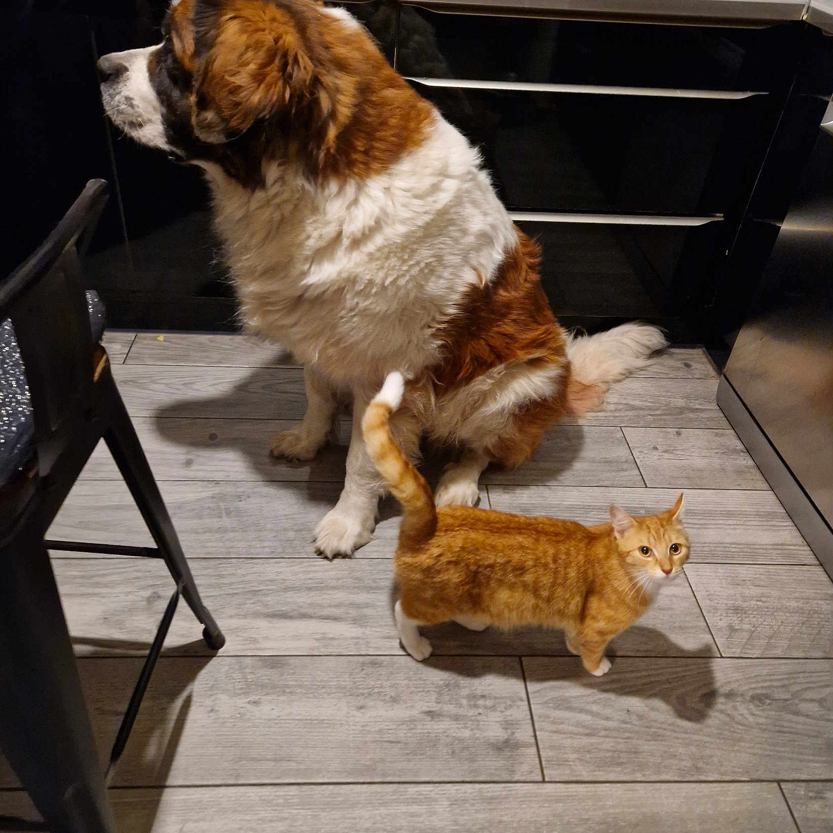 Maya participe au concours pour gagner de l'argent avec cette photo : animal, cabinet, cat, chair, companion, curious, cute, dog, domestic, flooring, fur, furniture, indoor, kitchen, mammal, orange_tabby, pet, saint_bernard, shadow, wooden_floor