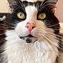 animal, black_and_white, cat, close_up, curious, cute, domestic_cat, ears, face, feline, fluffy, fur, indoor, muzzle, pet, pink_nose, portrait, soft_background, whiskers, yellow_eyes
