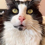 Ushiwa a rejoint le concours — aidez-le/la à gagner de superbes lots ! animal, black_and_white, cat, close_up, curious, cute, domestic_cat, ears, face, feline, fluffy, fur, indoor, muzzle, pet, pink_nose, portrait, soft_background, whiskers, yellow_eyes