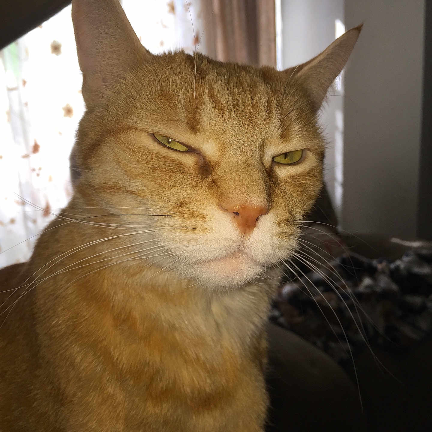 Butterscotch joined the competition — help win amazing prizes! animal, cat, close_up, curtains, domestic_cat, ears, expression, face, feline, fur, ginger_cat, household, indoor, light, mammal, pet, portrait, relaxed, whiskers, window