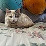 Kilala joined the competition — help win amazing prizes! cat, fluffy, bed, bedspread, floral_pattern, plush_toy, stuffed_animal, blue, orange, relaxed, indoor, pet, animal, cute, cozy, resting, domestic, feline, soft, sleepy