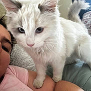 Kilala joined the competition — help win amazing prizes! cat, animal, pet, white_cat, blue_eyes, fluffy, feline, person, arm, pink_shirt, rhinestones, indoor, cushion, bed, curious, close_up, companionship, soft_light, relaxed, domestic