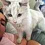 cat, animal, pet, white_cat, blue_eyes, fluffy, feline, person, arm, pink_shirt, rhinestones, indoor, cushion, bed, curious, close_up, companionship, soft_light, relaxed, domestic