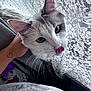 Kilala is registered to the contest to win money with this photo: cat, close_up, licking_nose, pink_collar, hand, heart_tattoo, lace_curtain, cozy, indoor, pet, whiskers, fur, curious, window, fabric, texture, soft_light, domestic_animal, cute, animal