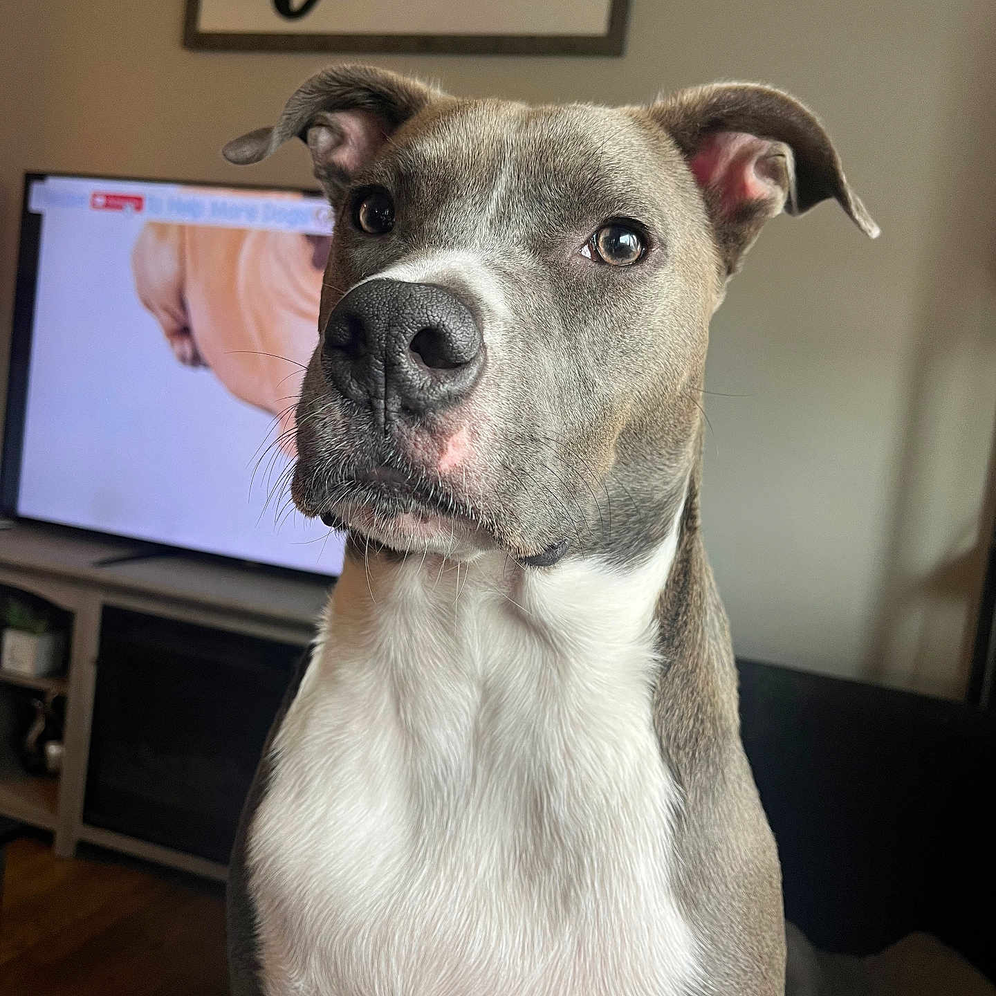 Ozone is registered to the contest to win money with this photo: canine, closeup, couch, dog, domestic, ears, eyes, fur, furniture, gray, home_decor, indoor, living_room, nose, pet, portrait, sign, television, white, wood_floor