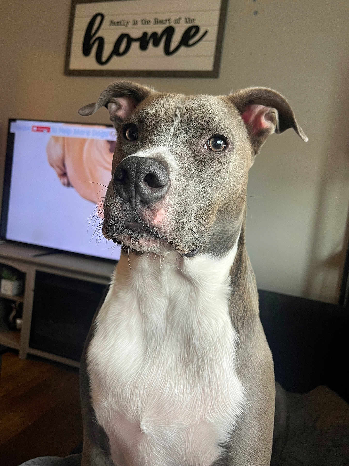 Ozone is registered to the contest to win money with this photo: canine, closeup, couch, dog, domestic, ears, eyes, fur, furniture, gray, home_decor, indoor, living_room, nose, pet, portrait, sign, television, white, wood_floor