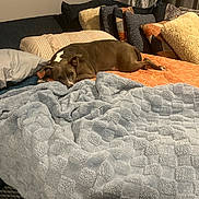 Ozone is registered to the contest to win money with this photo: animal, bed, blanket, brown_dog, comfort, couch, cozy, dog, domestic, fabric, furniture, home, indoor, living_room, pet, pillow, relaxed, resting, sleepy, soft