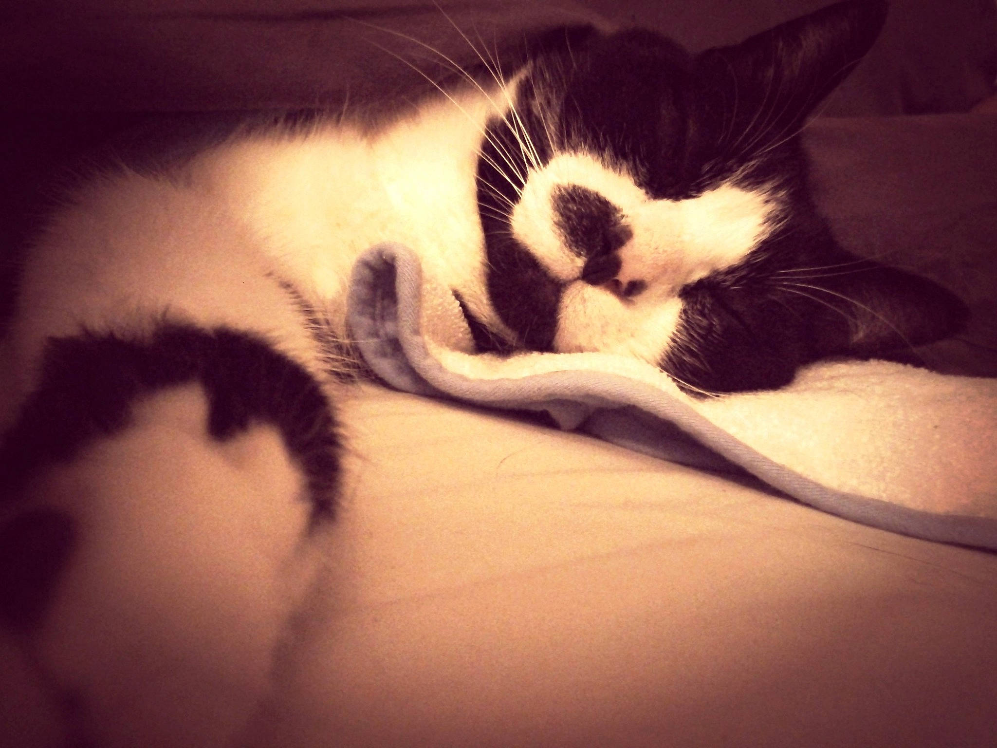 Edgar a rejoint le concours — aidez-le/la à gagner de superbes lots ! black_and_white, carnivore, cat, cloud, ear, eye, felidae, fur, hand, kitten, leg, love, nose, paw, sky, sleep, small_to_medium_sized_cats, snout, tail, whiskers