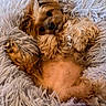 dog, puppy, fluffy, lying_down, blanket, cozy, pet, cute, fur, relaxed, indoor, paw, bed, resting, animal, canine, small_dog, comfort, sleepy, adorable