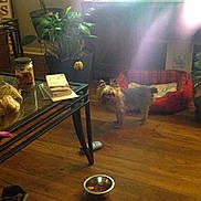 Dutch joined the competition — help win amazing prizes! dog, dog_bed, wooden_floor, glass_table, books, plant, candle, metal_bowl, food, indoor, home, furniture, pet, scruffy_dog, plaid, natural_light, lens_flare, household_items, small_dog, floor