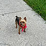 Dutch joined the competition — help win amazing prizes! dog, small_dog, red_bandana, sidewalk, concrete, grass, outdoor, pet, cute, alert, fur, animal, walking_surface, nature, daylight, canine, standing, ears_up, brown_fur, black_fur