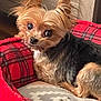 Dutch is registered to the contest to win money with this photo: dog, small_dog, pet_bed, plaid, red, gray, fur, ears, cozy, indoors, curious, animal, cute, lying_down, looking_back, companion, canine, resting, home, comfort