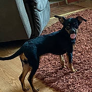 Evie is registered to the contest to win money with this photo: animal, black_dog, canine, couch, cute, dog, domestic, floor, furniture, indoor, living_room, looking_back, pet, playful, rug, small_dog, standing, tan_dog, tongue_out, wood_floor