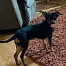 animal, black_dog, canine, couch, cute, dog, domestic, floor, furniture, indoor, living_room, looking_back, pet, playful, rug, small_dog, standing, tan_dog, tongue_out, wood_floor