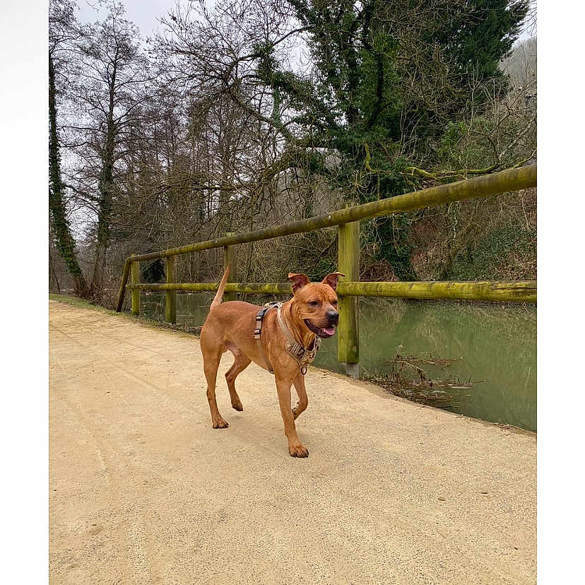 Taho participe au concours pour gagner de l'argent avec cette photo : animal, bulldog, canine, dog, hound, indoors, land, nature, outdoors, path, person, pet, pitbull, plant, pointer, tree, treetrunk, vegetation, walkingdog, woodland