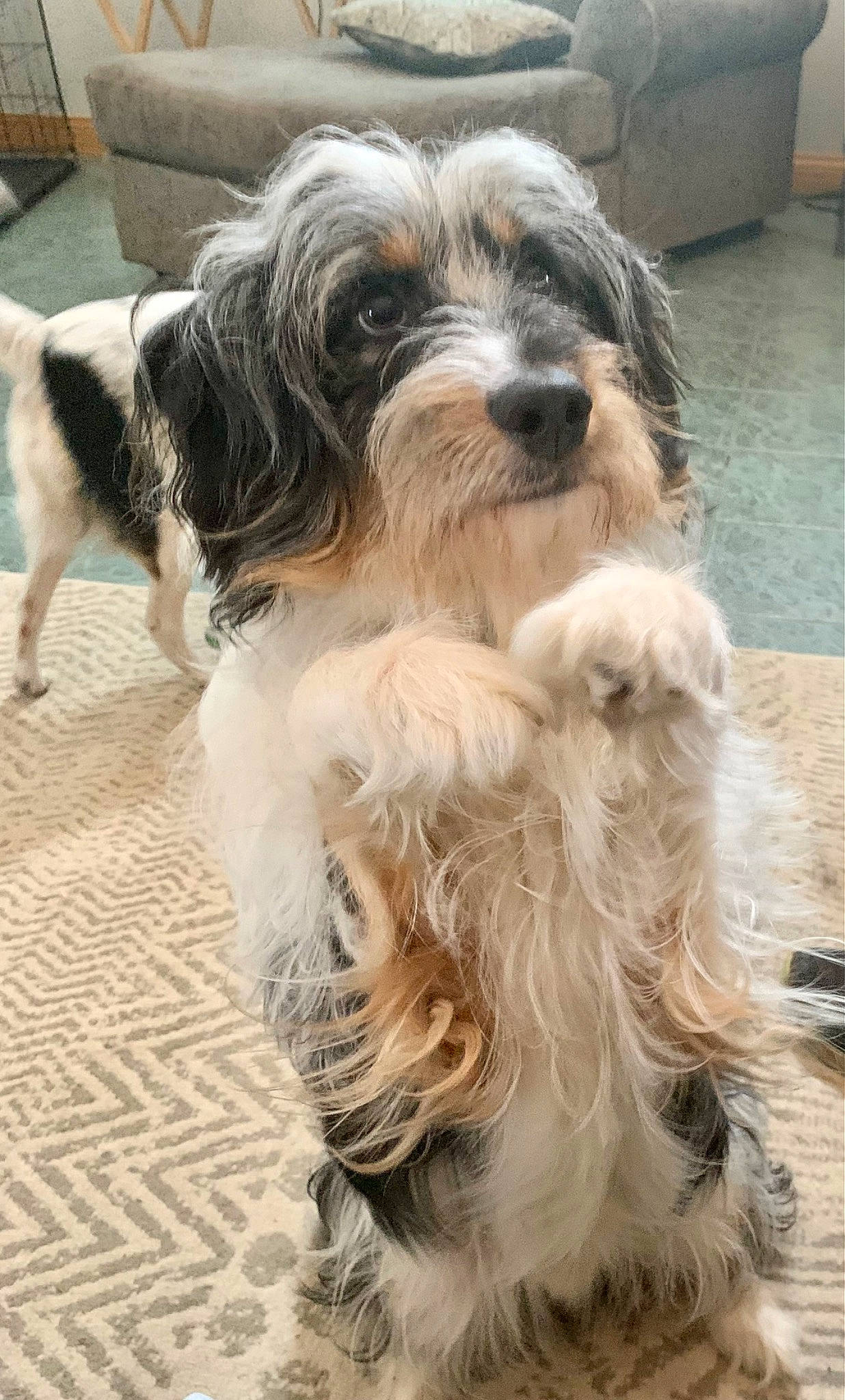 Stitch joined the competition — help win amazing prizes! canidae, carnivore, companion_dog, dog, dog_breed, flooring, fur, schapendoes, snout, sporting_group, terrier, toy_dog, working_animal