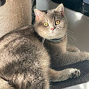 Wesley participe au concours pour gagner de l'argent avec cette photo : cat, gray_cat, kitten, pet, animal, feline, fluffy, fur, golden_eyes, whiskers, pink_nose, collar, sitting, lying_down, relaxed, indoor, sunlight, scratching_post, window, portrait