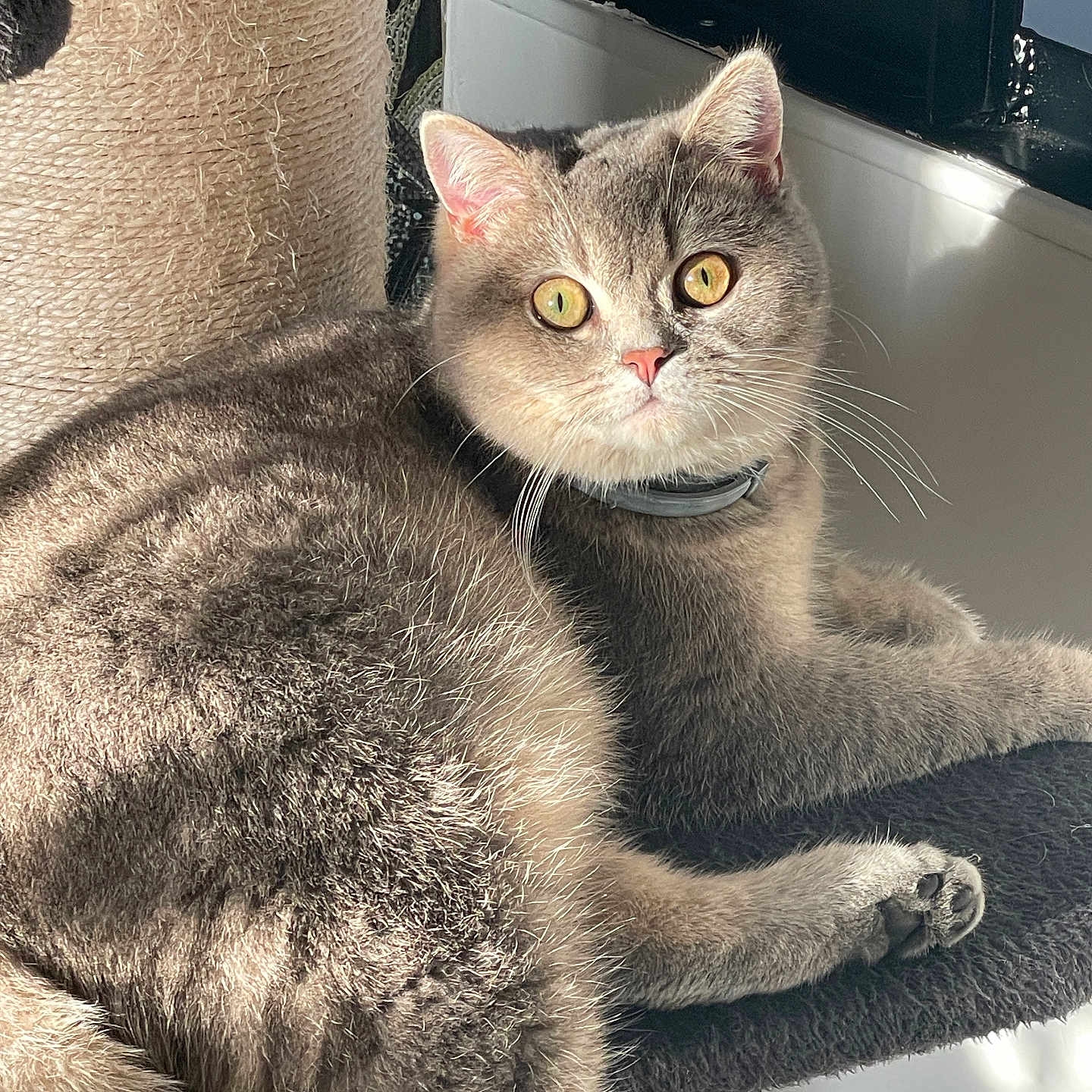 Wesley participe au concours pour gagner de l'argent avec cette photo : cat, gray_cat, kitten, pet, animal, feline, fluffy, fur, golden_eyes, whiskers, pink_nose, collar, sitting, lying_down, relaxed, indoor, sunlight, scratching_post, window, portrait