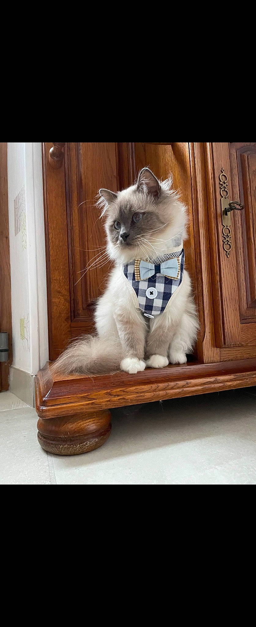 Ploom a rejoint le concours — aidez-le/la à gagner de superbes lots ! box, carnivore, cat, comfort, domestic_short_haired_cat, fawn, felidae, flooring, fur, hardwood, paw, photo_caption, rectangle, sitting, small_to_medium_sized_cats, snout, tail, whiskers, wood, wood_stain