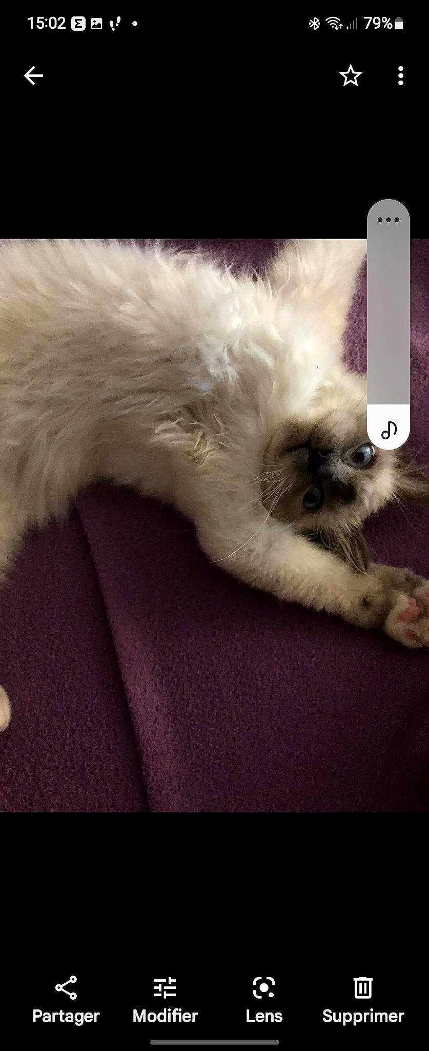 Ploom participe au concours pour gagner de l'argent avec cette photo : balinese, canidae, carnivore, cat, claw, comfort, companion_dog, fawn, felidae, foot, fur, paw, ragdoll, siamese, sky, small_to_medium_sized_cats, snout, tail, terrestrial_animal, whiskers