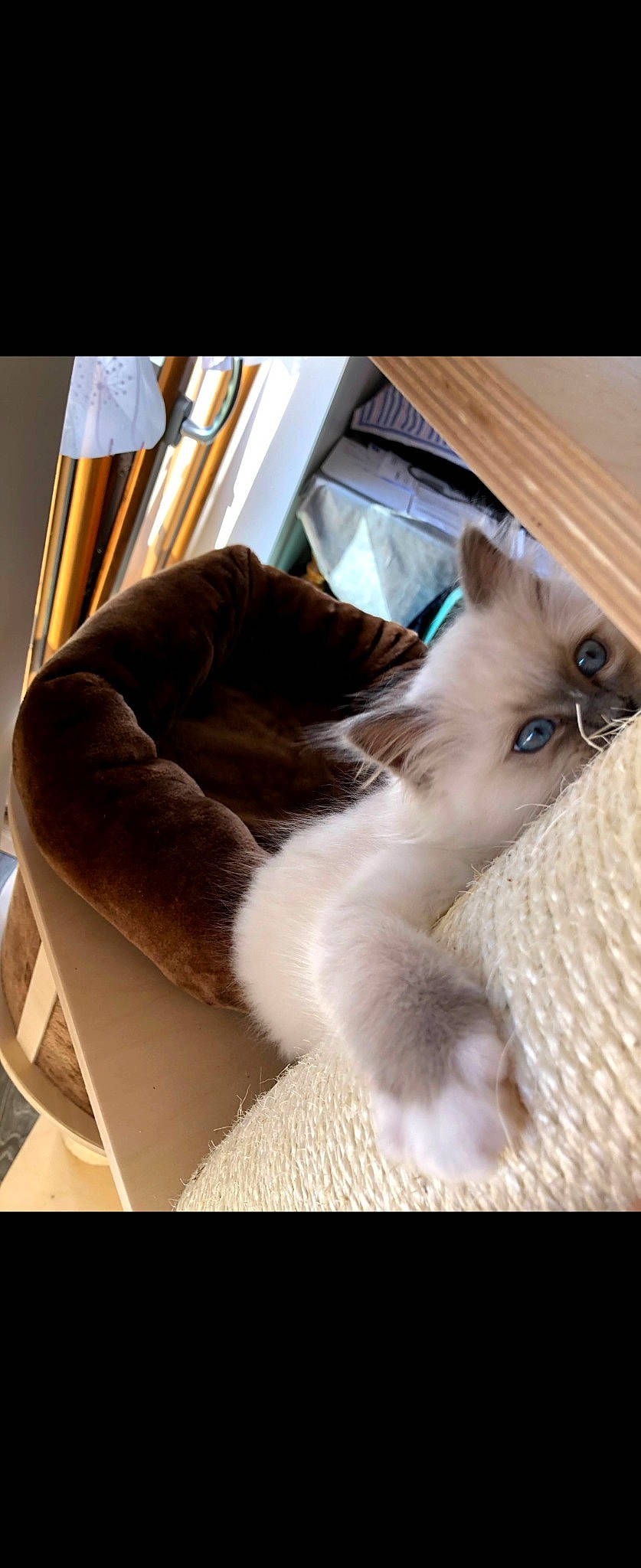Ploom participe au concours pour gagner de l'argent avec cette photo : balinese, birman, carnivore, cat, claw, comfort, companion_dog, fawn, felidae, fur, nap, paw, photo_caption, ragdoll, siamese, small_to_medium_sized_cats, tail, thai, whiskers