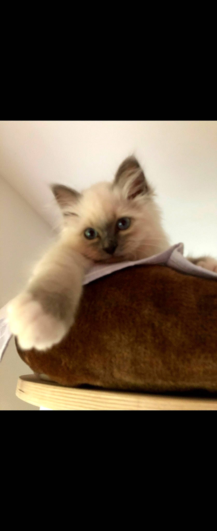 Ploom a rejoint le concours — aidez-le/la à gagner de superbes lots ! balinese, birman, box, carnivore, cat, cat_supply, claw, fawn, felidae, fur, iris, paw, photo_caption, ragdoll, siamese, small_to_medium_sized_cats, snout, tail, terrestrial_animal, whiskers