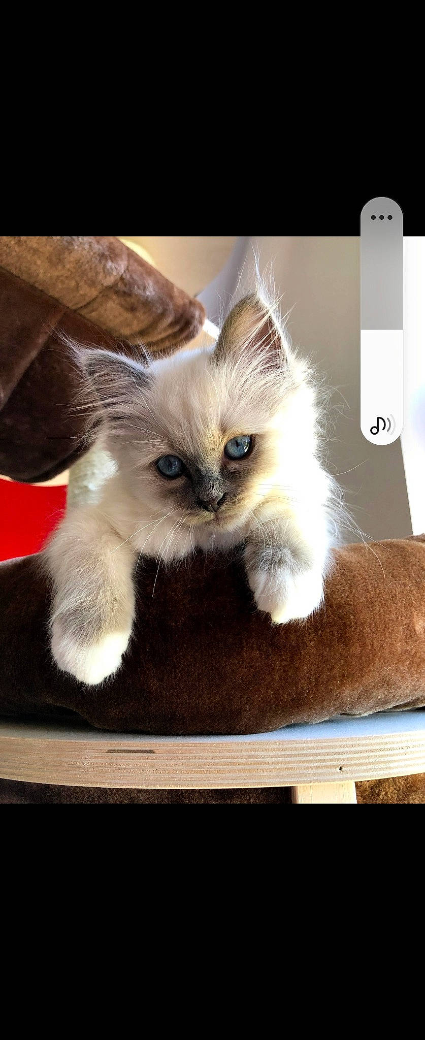 Ploom a rejoint le concours — aidez-le/la à gagner de superbes lots ! balinese, birman, box, carnivore, cat, cat_supply, companion_dog, fawn, felidae, fur, paw, photo_caption, ragdoll, rectangle, siamese, small_to_medium_sized_cats, snout, tail, thai, whiskers