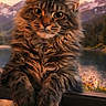 big_eyes, cat, clouds, ears, face, fence, flowers, fluffy, lake, longhair, maine_coon, mountains, nature, outdoor, paws, portrait, relaxed, sky, sunset, whiskers