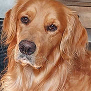 Max is registered to the contest to win money with this photo: dog, golden_retriever, close_up, pet, animal, fur, nose, ears, indoor, portrait, canine, mammal, brown, cute, friendly, domestic, face, whiskers, looking, fluffy