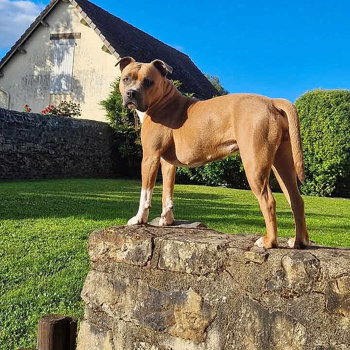 Chanel a rejoint le concours — aidez-le/la à gagner de superbes lots ! animal, architecture, building, canine, cottage, countryside, dog, fitness, house, housing, nature, outdoors, person, pet, plant, rural, sport, tree, workingout, yoga