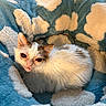 Boba joined the competition — help win amazing prizes! animal, bed, blanket, cat, cloud_pattern, comfort, cozy, cute, ears, eyes, face, fluffy, fur, indoor, pet, relaxing, resting, small, soft, white