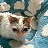 Boba is registered to the contest to win money with this photo: animal, bed, blue, cat, closeup, comfort, cozy, cute, domestic, ears, eyes, feline, fluffy, furry, indoor, pet, resting, soft, whiskers, white