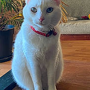 Mimine a rejoint le concours — aidez-le/la à gagner de superbes lots ! animal, blue_eye, cat, collar, couch, cozy, cute, domestic_animal, feline, fur, green_eye, heterochromia, indoor, living_room, pet, plant, portrait, sitting, white_cat, wooden_floor