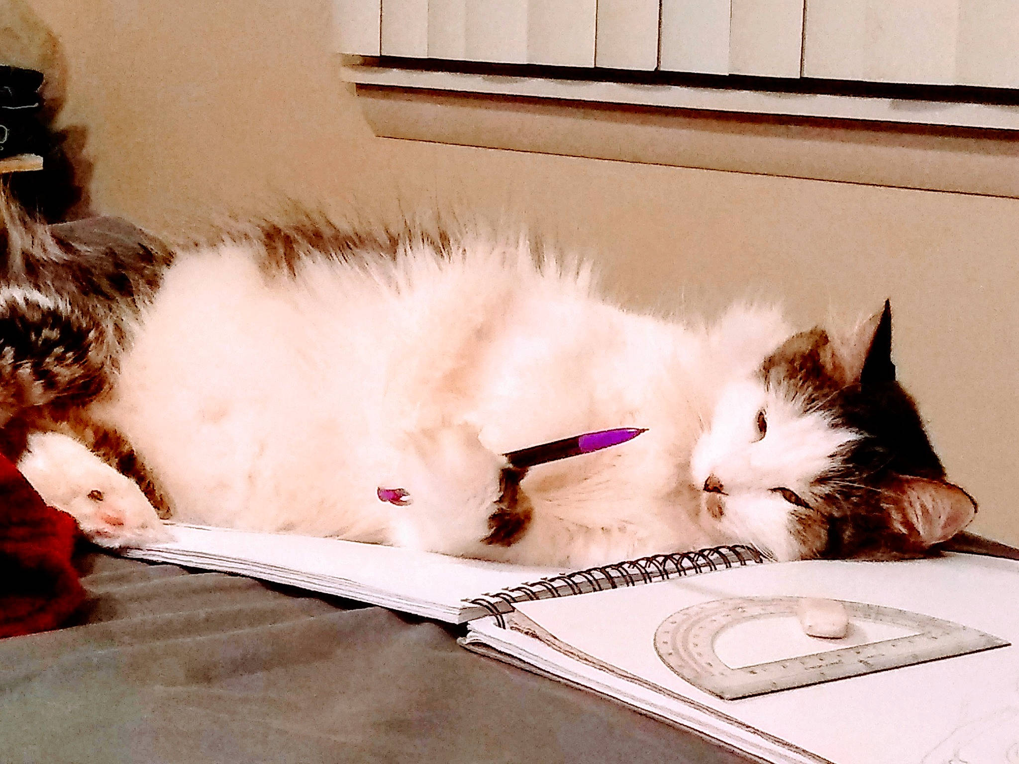 Olaf joined the competition — help win amazing prizes! box, carnivore, cat, claw, comfort, companion_dog, domestic_short_haired_cat, felidae, flooring, fur, hardwood, linens, nap, paw, room, sitting, small_to_medium_sized_cats, tail, whiskers, window