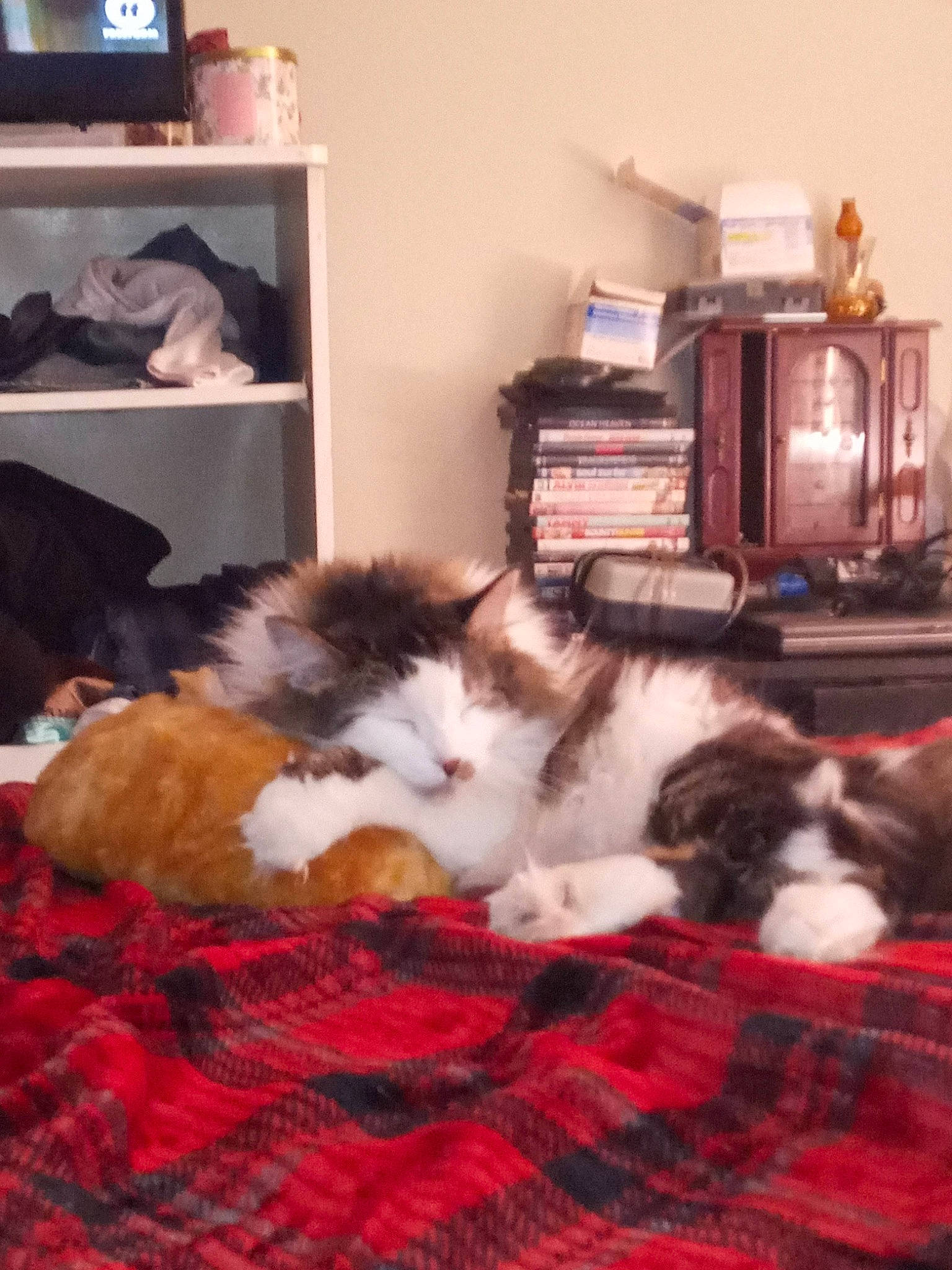 Olaf joined the competition — help win amazing prizes! cabinetry, carnivore, cat, comfort, companion_dog, domestic_short_haired_cat, felidae, flooring, fur, hardwood, linens, plaid, room, shelf, shelving, small_to_medium_sized_cats, tail, television, whiskers, wood