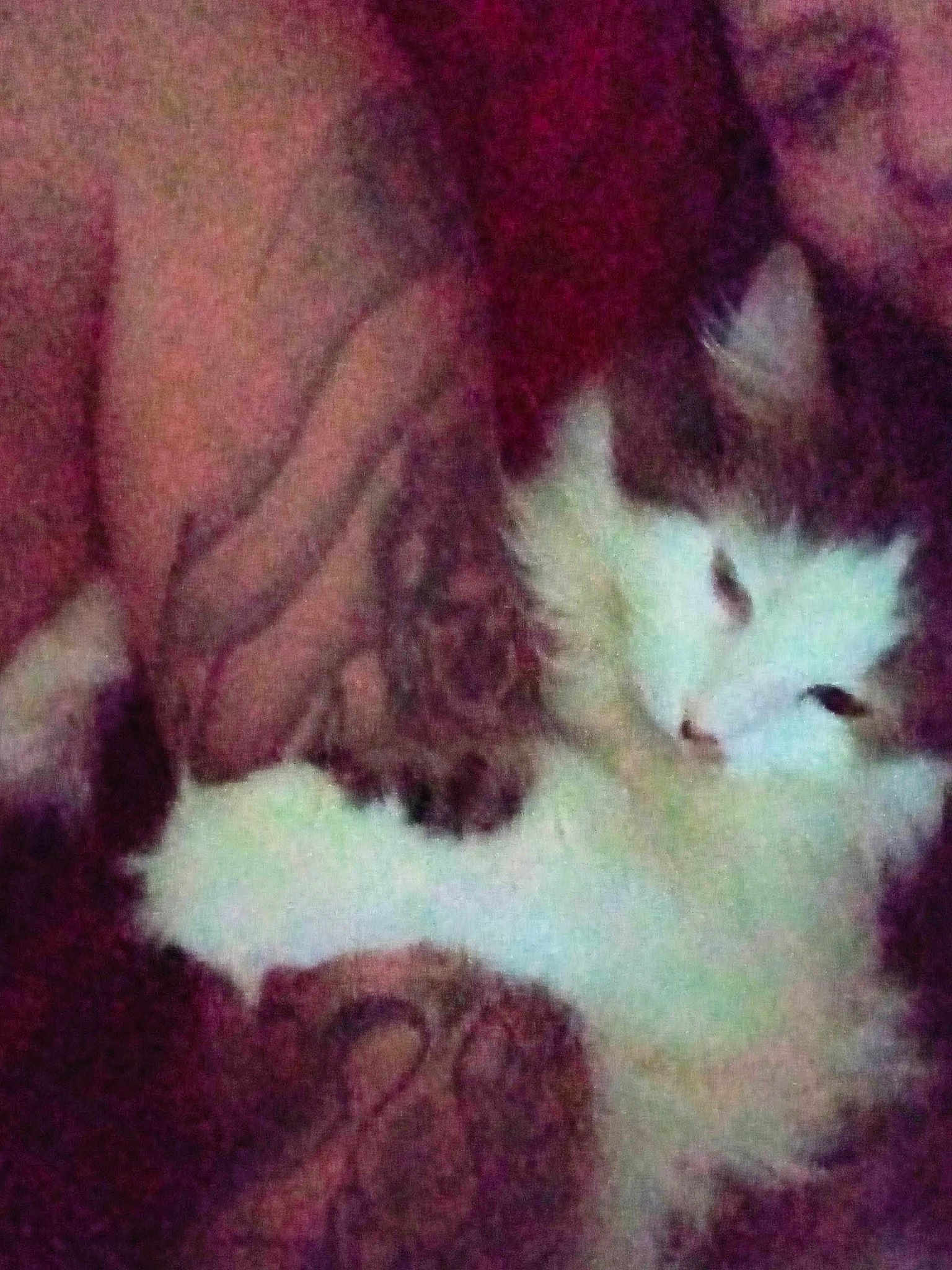 Olaf