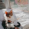 Simba a rejoint le concours — aidez-le/la à gagner de superbes lots ! cat, pet, indoor, sunlight, window, flower_pot, pink_flowers, cushion, relaxed, white, cozy, animal, feline, sunny, daylight, home, resting, domestic, cute, easter