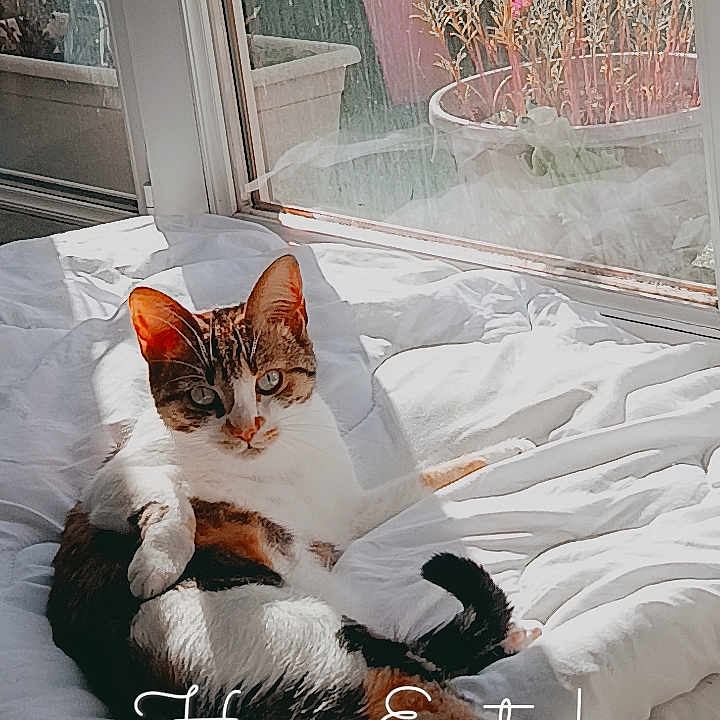 Simba