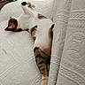 cat, feline, resting, lying_down, white_couch, textured_fabric, pillow, remote_control, indoor, relaxed, fluffy, striped, tabby, pet, cozy, stretching, sleepy, household, comfortable, domestic