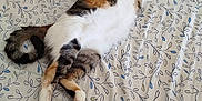 Simba participe au concours pour gagner de l'argent avec cette photo : animal, bed, bedroom, black, brown, calico, cat, comfort, fur, indoor, leafy_pattern, orange, pattern, paw, pet, relaxed, resting, sheet, stretching, white