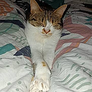 Simba a rejoint le concours — aidez-le/la à gagner de superbes lots ! bed, bedding, blanket, cat, close_up, cozy, domestic_cat, flash, fur, indoor, napping, paw, paw_pads, pet, portrait, resting, sleeping, stretched_out, tabby_cat, whiskers