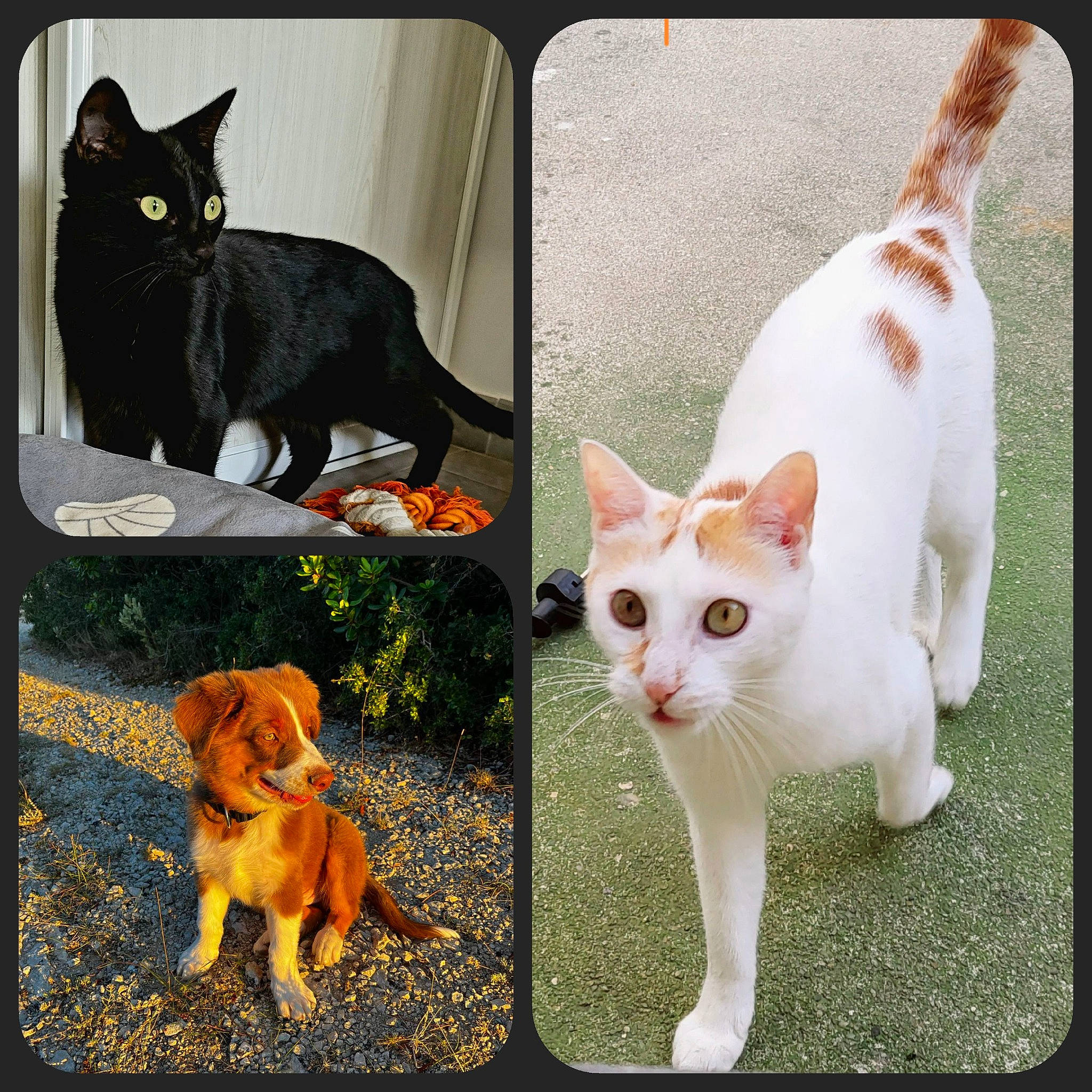 Loki a rejoint le concours — aidez-le/la à gagner de superbes lots ! art, carnivore, cat, facial_expression, fawn, felidae, fur, light, mammal, organism, pattern, photo_caption, photograph, rectangle, small_to_medium_sized_cats, snapshot, tail, vertebrate, whiskers, white