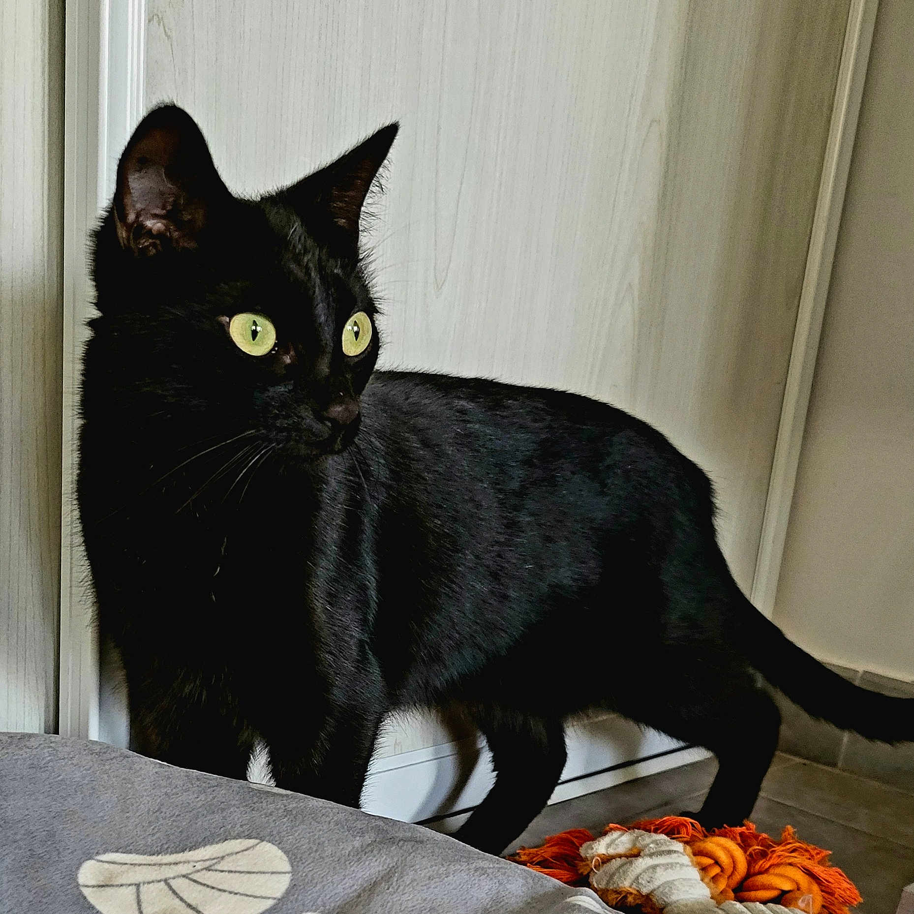 Dina