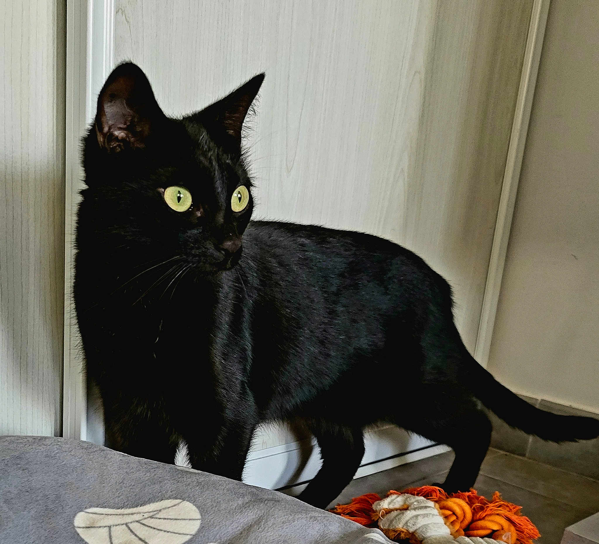Dina