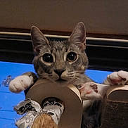Prismo is registered to the contest to win money with this photo: cat, tabby, pet, animal, paws, scratching_post, indoor, curious, wide_eyes, feline, whiskers, ears, claws, toy, playful, closeup, portrait, looking, cute, furniture