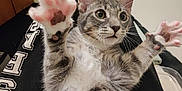 Prismo joined the competition — help win amazing prizes! cat, tabby, paw_pads, indoor, feline, cute, pet, playful, whiskers, fur, pink_paw, gray_fur, stretching, lying_down, closeup, curious, wide_eyes, animal, relaxed, soft