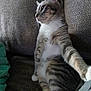 Prismo joined the competition — help win amazing prizes! cat, tabby_cat, pet, animal, feline, indoor, couch, furniture, relaxed, sitting, whiskers, paw, fur, striped, domestic_cat, side_view, cute, cozy, household, companion