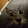 Prismo is registered to the contest to win money with this photo: cat, close_up, whiskers, indoor, curious, wide_eyes, feline, face, pet, animal, fur, portrait, looking_up, nose, ears, gray_fur, background_blur, domestic_cat, expression, close_range
