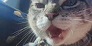 Ninja Turtle joined the competition — help win amazing prizes! cat, close_up, whiskers, mouth_open, feline, pet, sunlight, indoor, car_interior, collar, fur, animal, cute, domestic_animal, portrait, face, ears, nose, happy, daylight