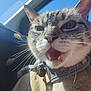 cat, close_up, whiskers, mouth_open, feline, pet, sunlight, indoor, car_interior, collar, fur, animal, cute, domestic_animal, portrait, face, ears, nose, happy, daylight